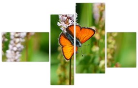 Moderný obraz motýľa na lúke