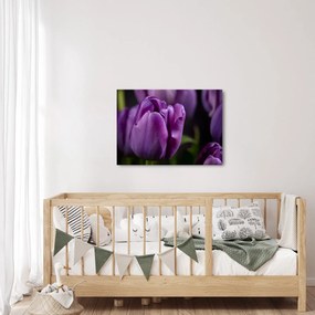 Obraz kvetov tulipánov (70x50 cm)