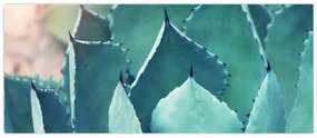 Obraz - Sukulent (120x50 cm)