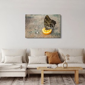 Obraz motýľa (90x60 cm)