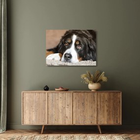 Sklenený obraz psa (70x50 cm)
