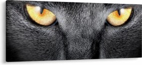 Obraz - Blízky portrét mačky (120x50 cm)