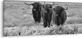 Obraz - Škótske kravy (120x50 cm)