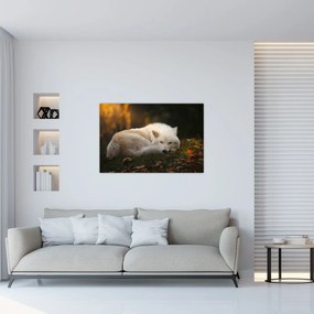 Obraz - Odpočívajúci vlk (90x60 cm)