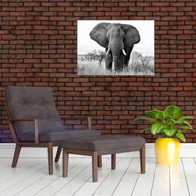 Sklenený obraz - Slon africký II. (70x50 cm)
