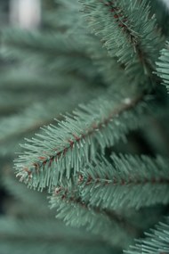 Limpol Jedľa Renáta silver 180 cm