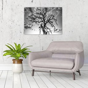 Obraz - Čiernobiely strom (70x50 cm)