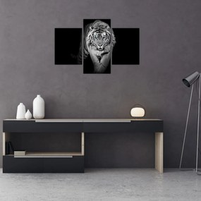 Obraz - Tiger s modrými očami (90x60 cm)