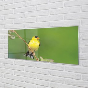 Obraz na akrylátovom skle Žltý papagáj 120x60 cm