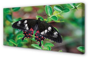Obraz na plátne List farebný motýľ 120x60 cm