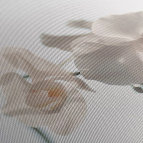 Obraz bielej orchidey (120x50 cm)