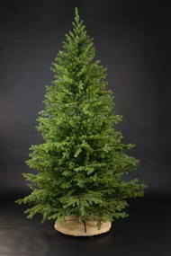 Smrek Premium 100% 3D- 280cm