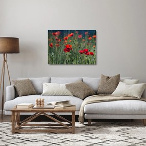 Sklenený obraz - Lúka s vlčími makmi (70x50 cm)