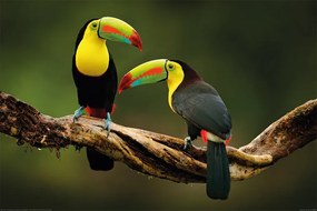 Plagát, Obraz - Vtáky - Toucan, (91.5 x 61 cm)