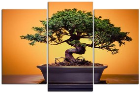 Obraz na plátne - Bonsai 1244C (135x90 cm)