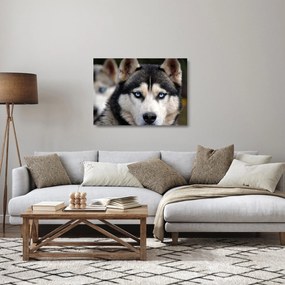 Sklenený obraz psa husky (70x50 cm)