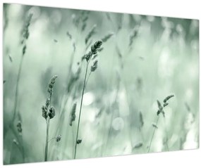 Obraz - Zelená lúka (90x60 cm)