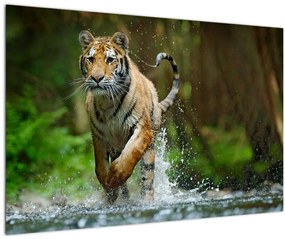 Obraz bežiaceho tigra (90x60 cm)
