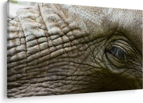 Obraz - Detailné fotografie starého slonieho oka (90x60 cm)