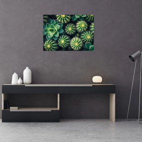 Sklenený obraz - Kaktusy (70x50 cm)
