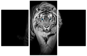 Obraz - Tiger s modrými očami (90x60 cm)