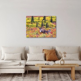 Obraz - Karibu na Aljaške (70x50 cm)