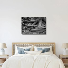 Obraz - Korene stromu (70x50 cm)