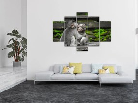 Obraz na stenu - opice