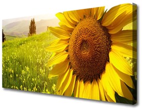 Obraz Canvas Slnečnica kvet rastlina 120x60 cm