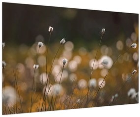 Obraz - Lúka s cottongrass N⁰2 (90x60 cm)