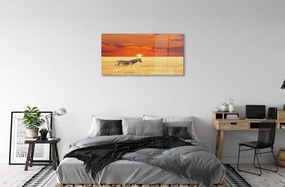 Sklenený obraz Zebra poľa sunset 140x70 cm