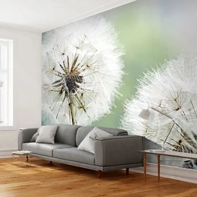 Fototapeta - Two dandelions Veľkosť: 250x193, Verzia: Premium