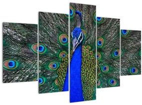 Obraz - Páv (150x105 cm)