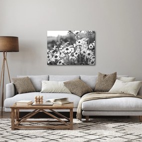 Obraz - Kopretiny (70x50 cm)
