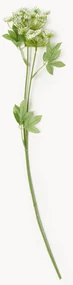 Rastlinná dekorácia Fenchel