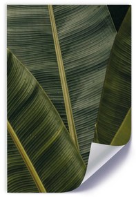 Gario Plagát Detail banánových listov Farba rámu: Bez rámu, Veľkosť: 40 x 60 cm