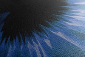 Obraz modrá gerbera na tmavom pozadí