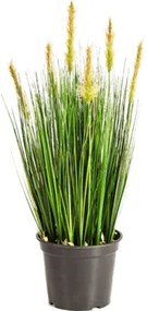 Grass foxtail green 60 cm