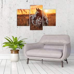 Obraz - Kôň pri západe slnka (90x60 cm)