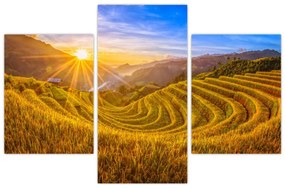 Obraz - Ryžové terasy vo Vietname (90x60 cm)