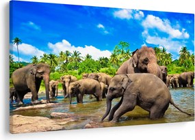 Obraz - Slony, Sri Lanka (90x60 cm)