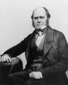 Umelecká fotografie Portrait of Charles Darwin, 1854, English Photographer,, (30 x 40 cm)