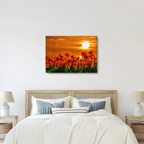 Obraz rozkvitnutého lánu s tulipánmi (70x50 cm)