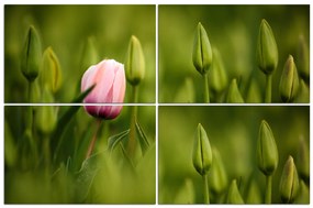 Obraz na plátne - Ružový tulipán kvitnúci 101E (120x80 cm)