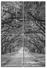 Obraz na plátne - Historické dubové stromy lemované poľnou cestou - obdĺžnik 7239QE (120x80 cm)