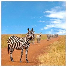 Zebra na ceste - obraz