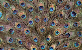 Fototapeta - Páv (152,5x104 cm)