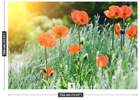 Fototapeta Vliesová Makové kvety 312x219 cm