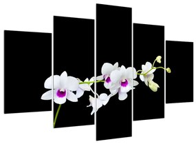 Obraz orchidee (150x105 cm)