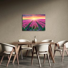 Obraz poľa tulipánov so slnkom (70x50 cm)